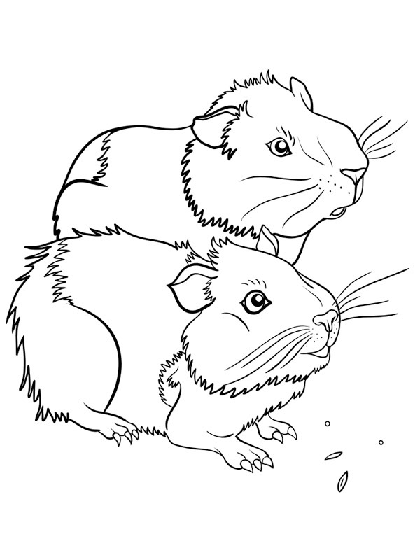 2 guinea pig