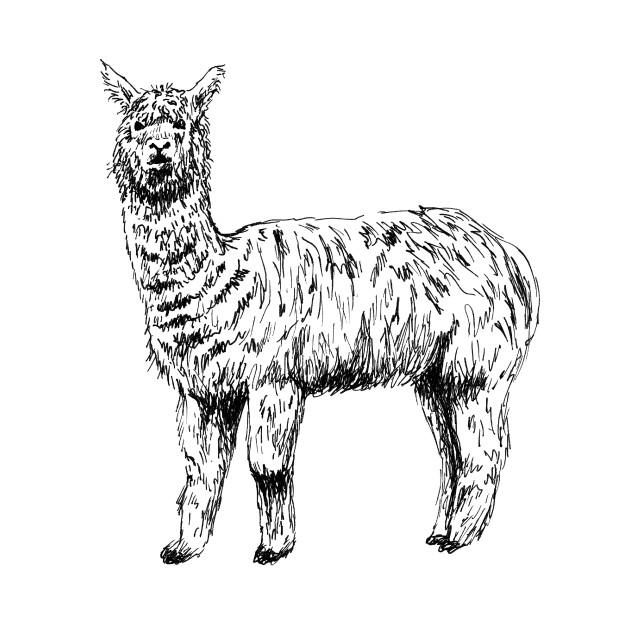 Alpaca
