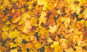 Anteprima della pagina da colorare Bladeren