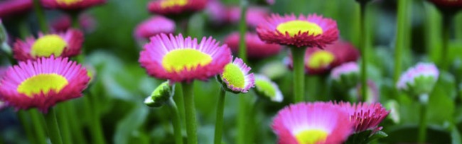 Varityssivun esikatselu Kukkia ja kasveja