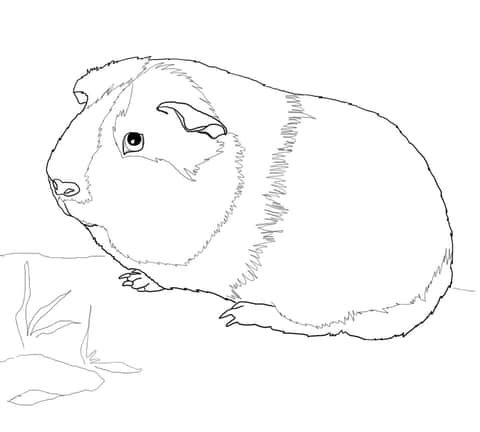 Guinea pig
