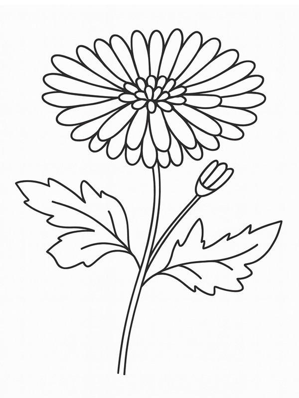 Chrysant