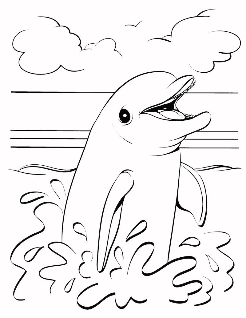 Dolphin