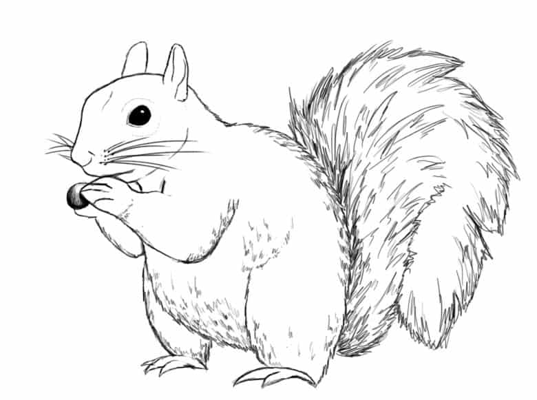 Wiewiórka zjada orzech