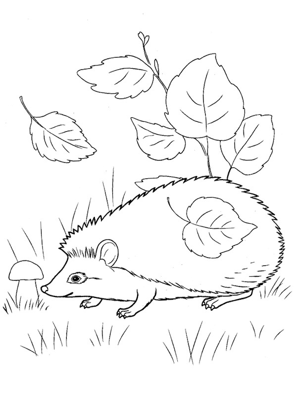 Hedgehog among the leaves