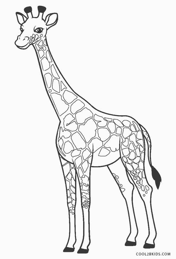 Girafe