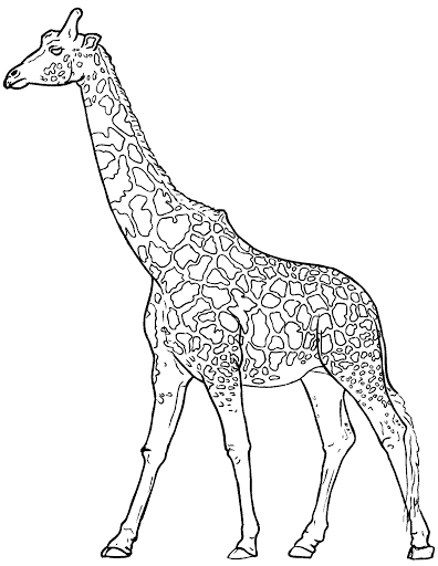 Girafe