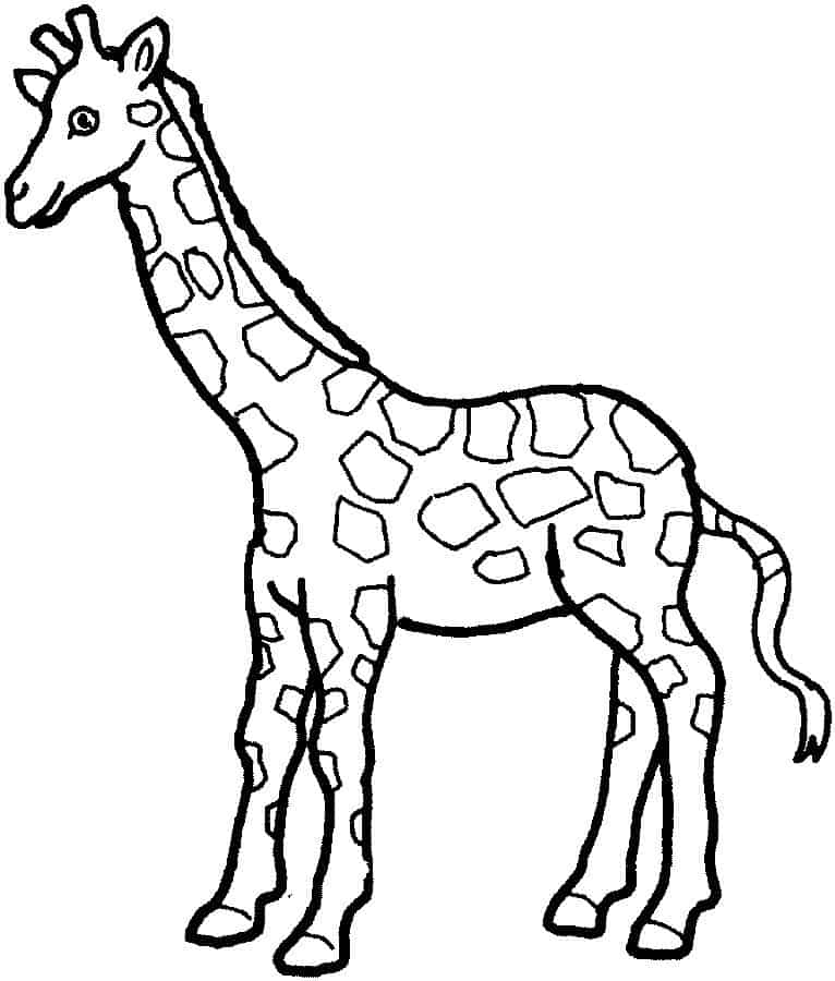 Girafe