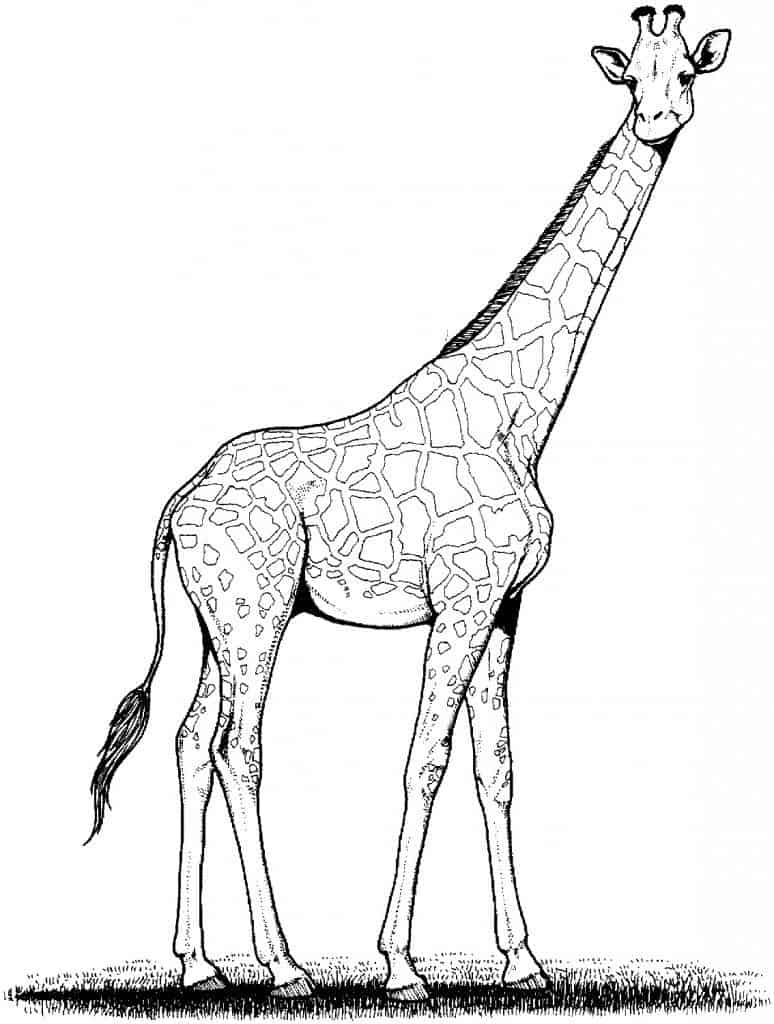 Girafe