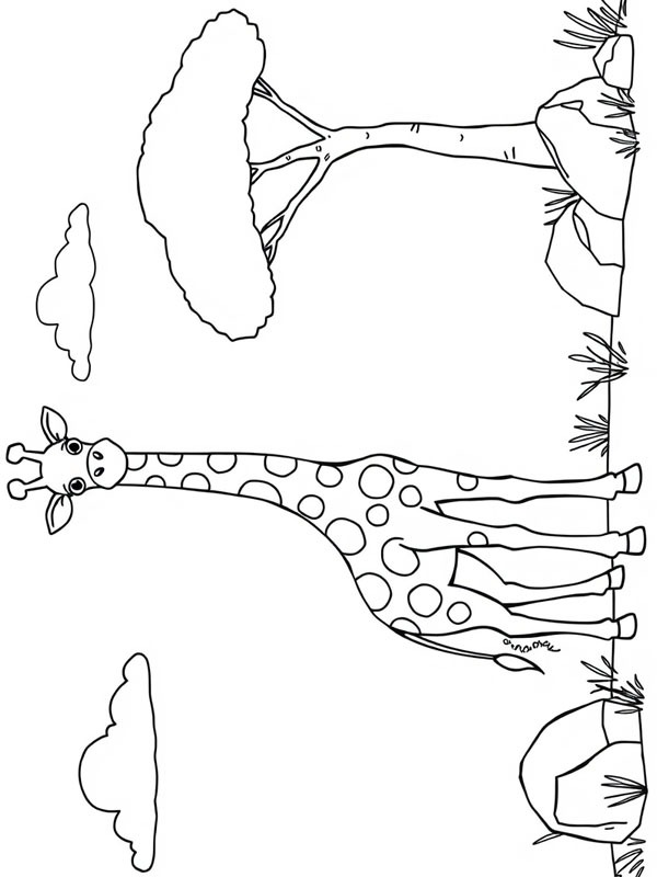 Żyrafa na wolności