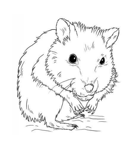 Hamsteri