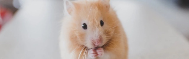 Hamsteri