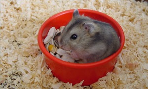 Hamster