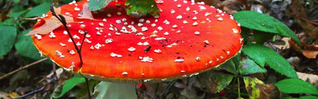 Podglad kolorowanki Jesień 2025