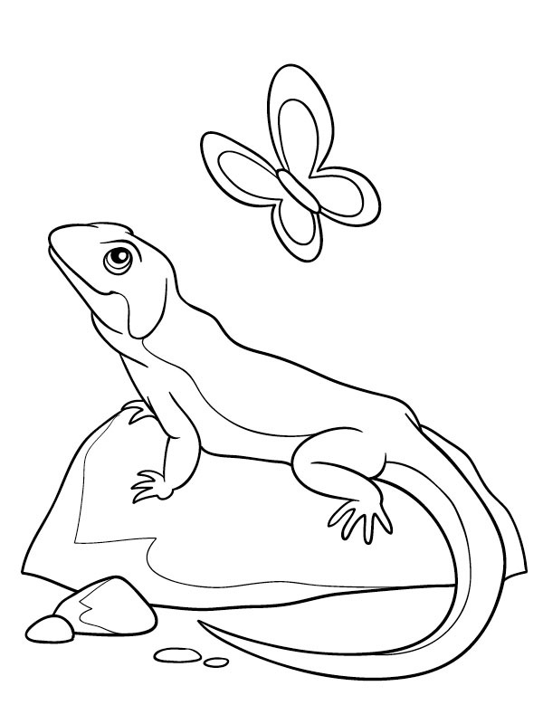 Kamæleon og sommerfugl