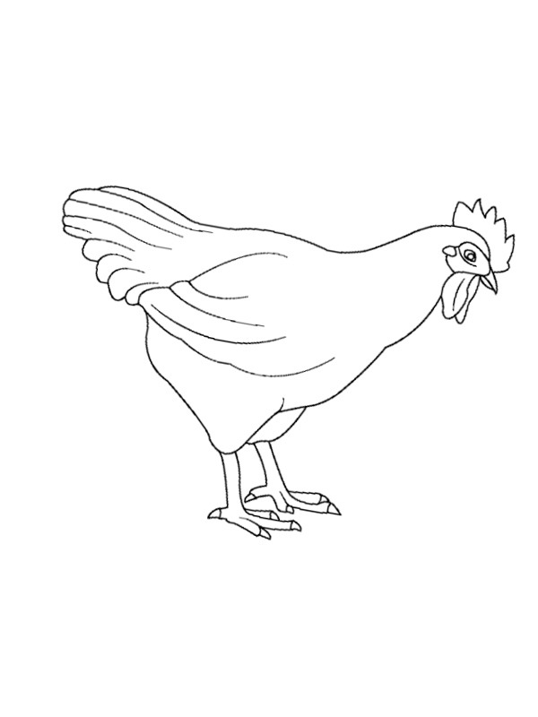 Pollo