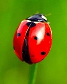 Ladybug