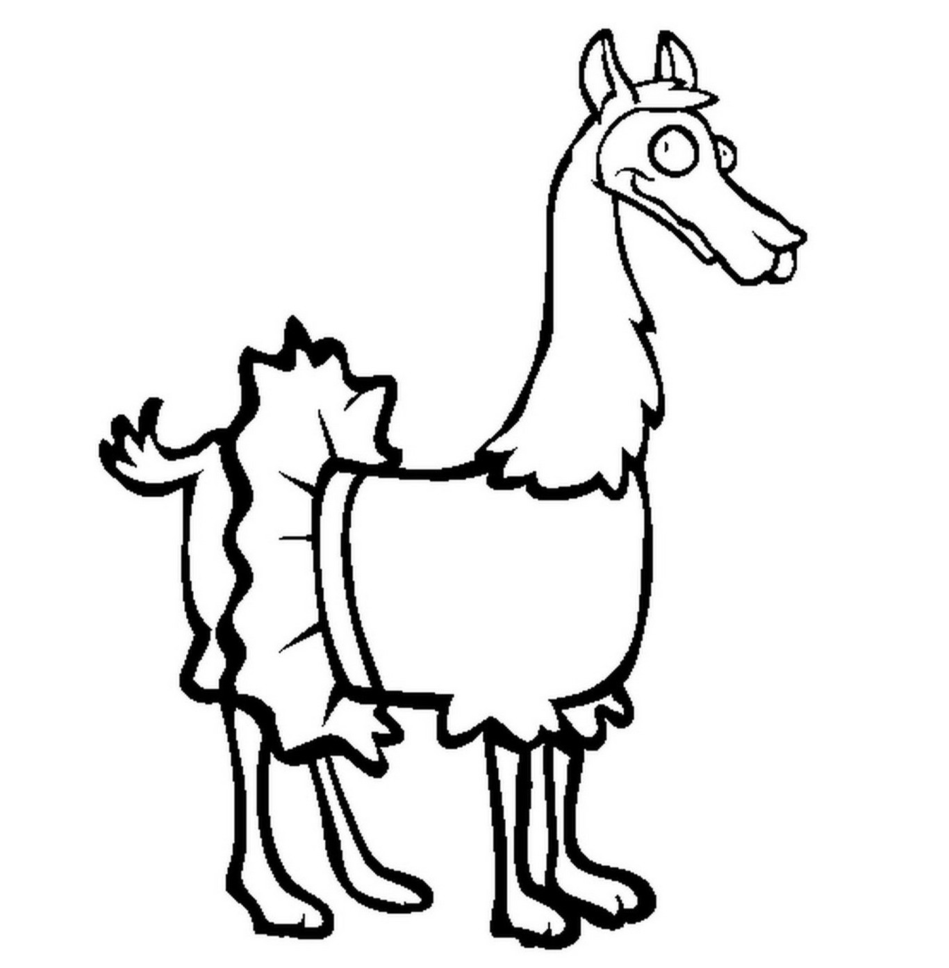 Lama