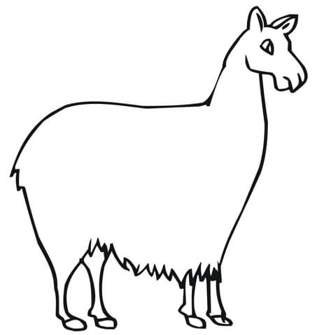 Lama