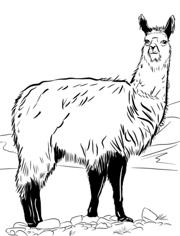 Lama