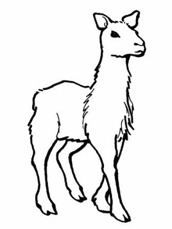 Lama