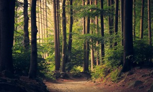 Anteprima dell'ultima pagina da colorare nel tema Natuur