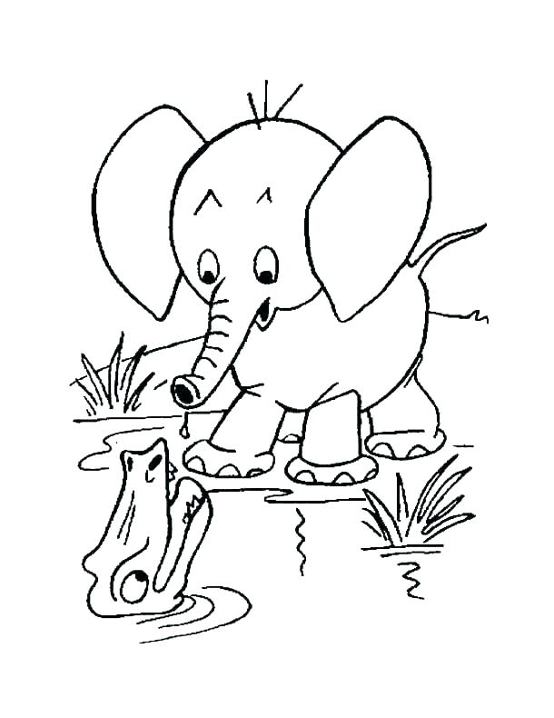 Elefant