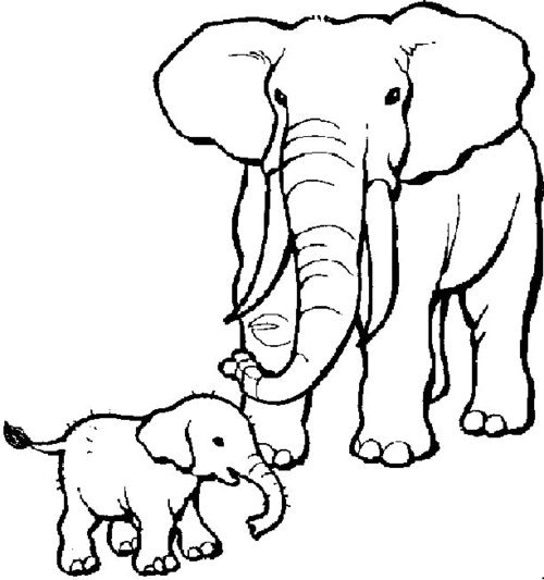Elefant