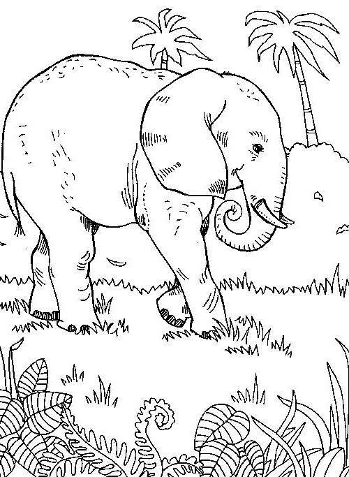 Elefant