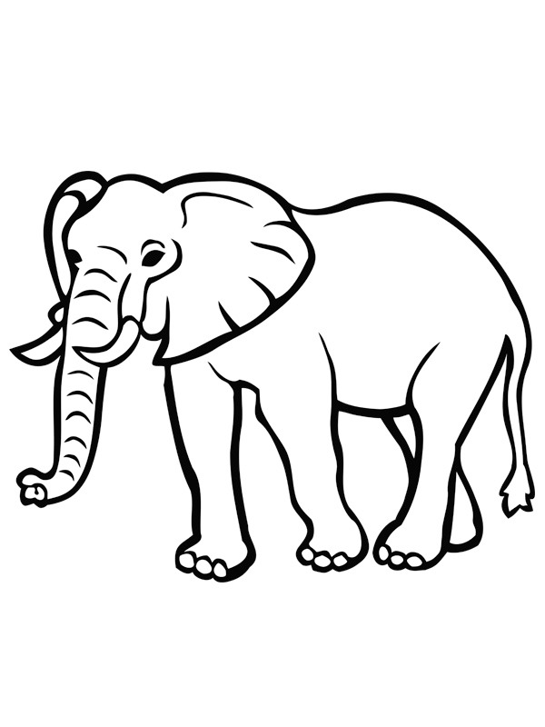 Elefant