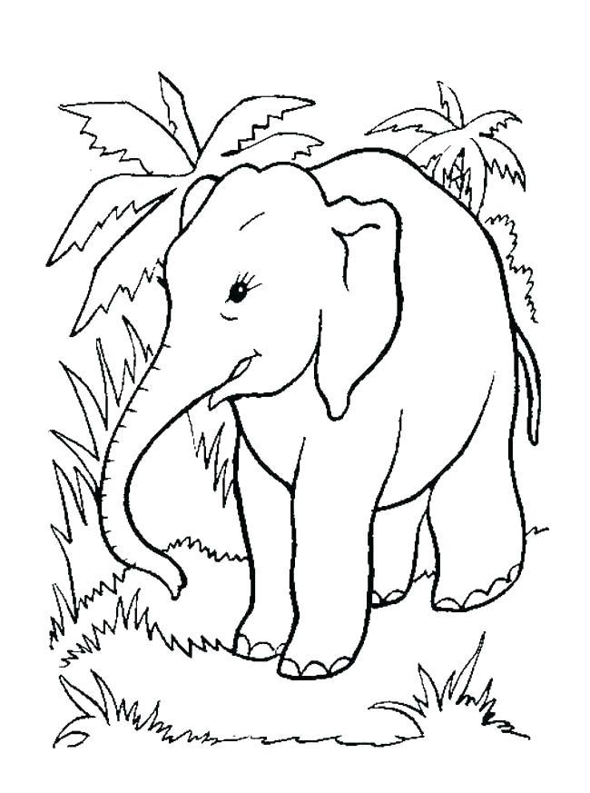 Elefant