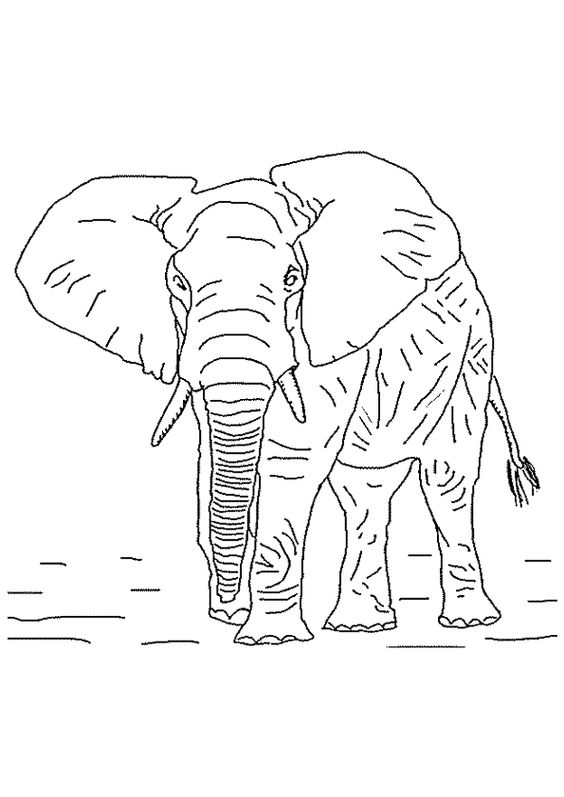 Elefant