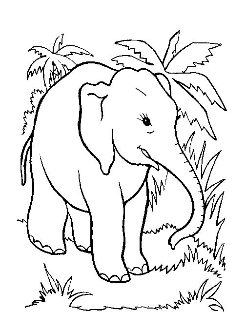 Elefant