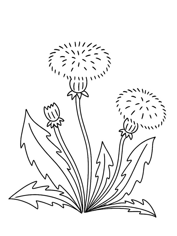 Dandelion