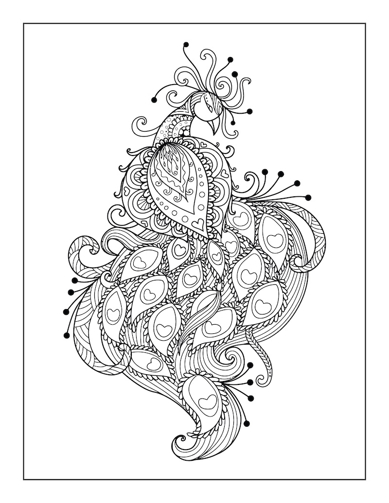 Paw barwiący dorosłych