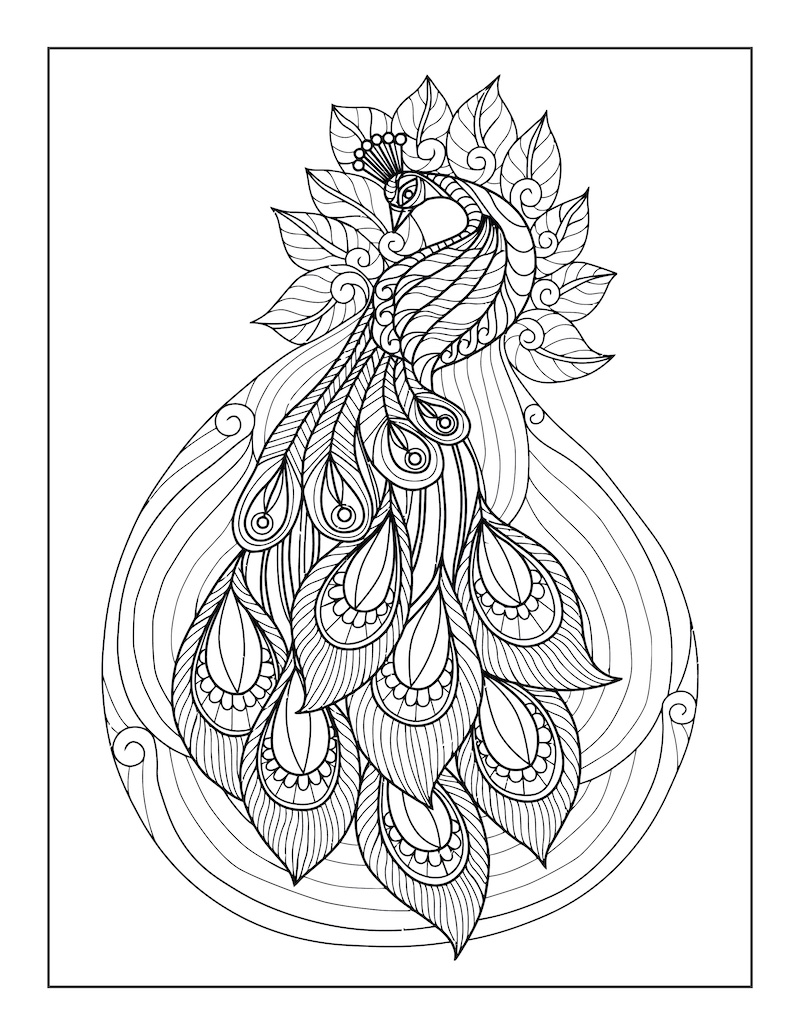 Paw barwiący dorosłych