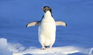 Pinguin