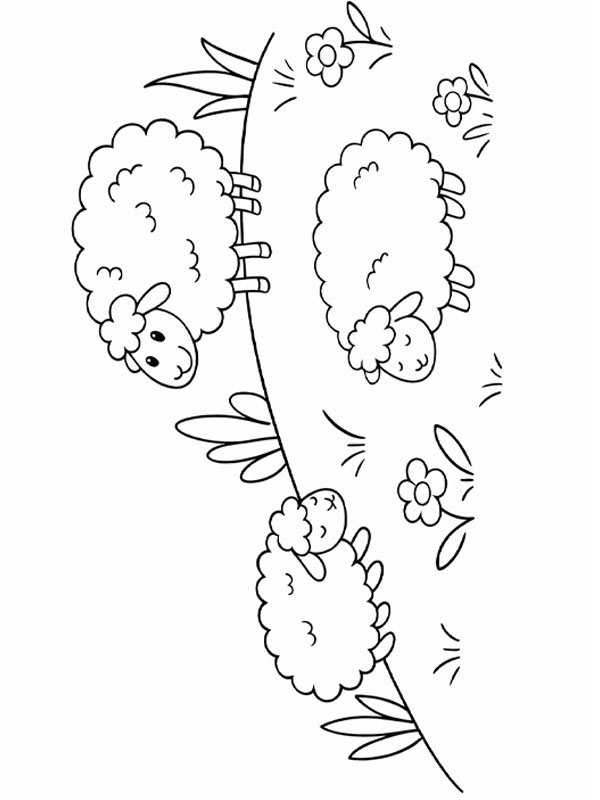 Śliczne owce na łące