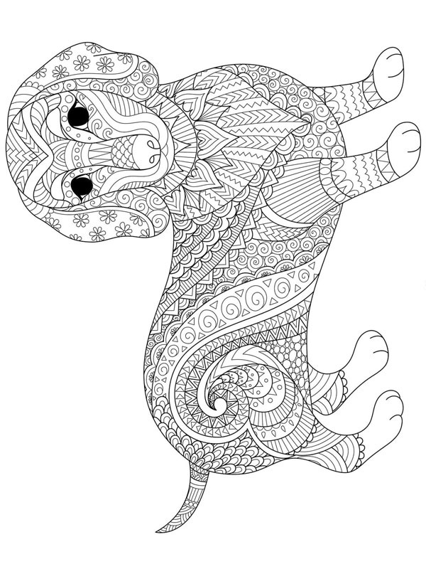 Mäyräkoira aikuisille