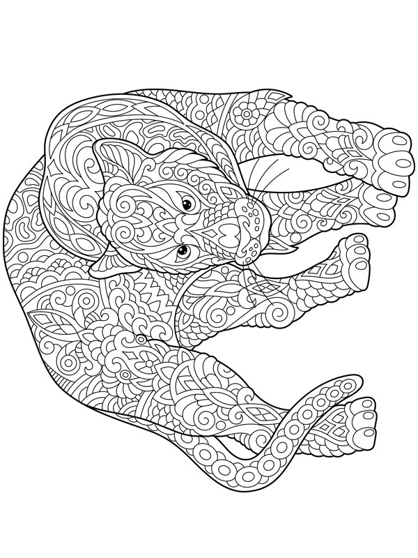 Tygrys dla dorosłych