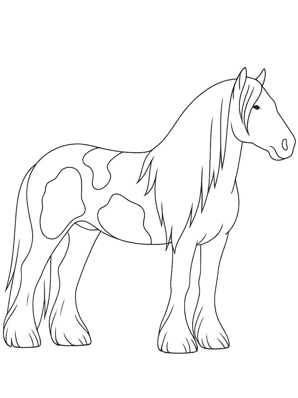 Tinker horse