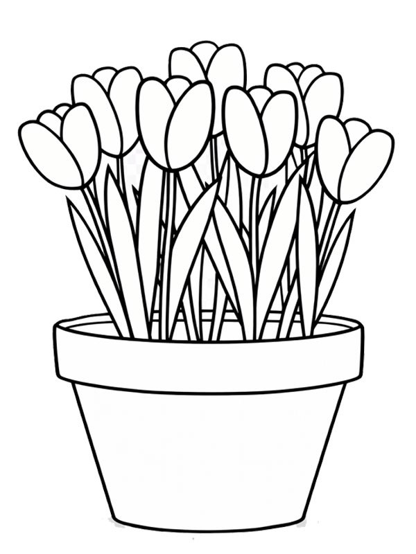 Tulipanblomster i urtepotte