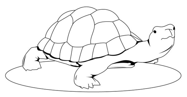 Turtle Looking Upwards