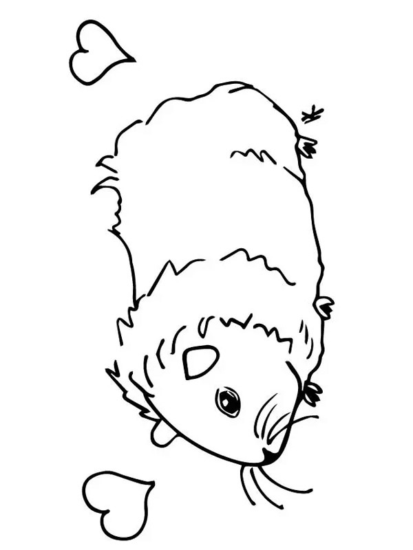 Guinea pig in love