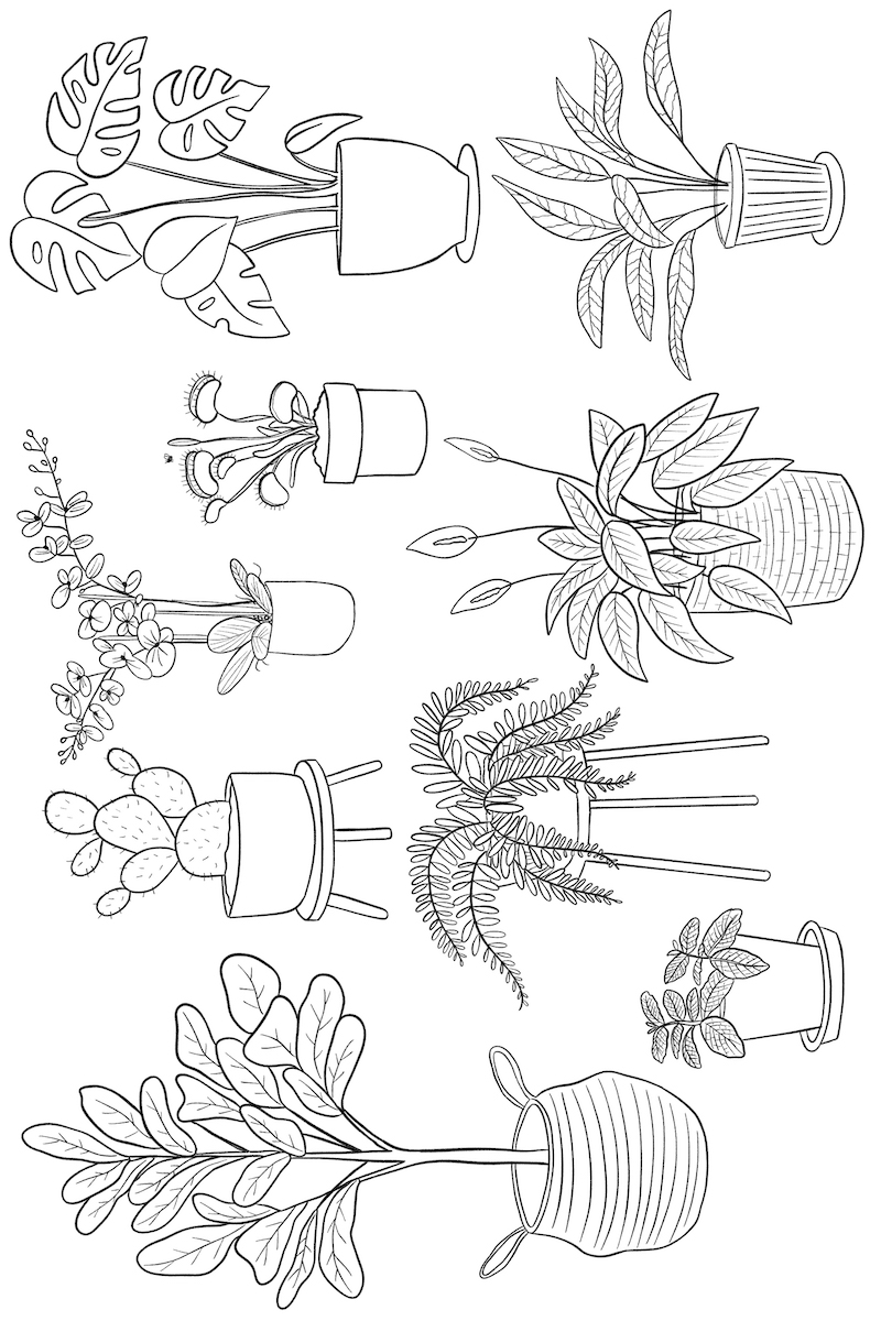 Forskellige stueplanter