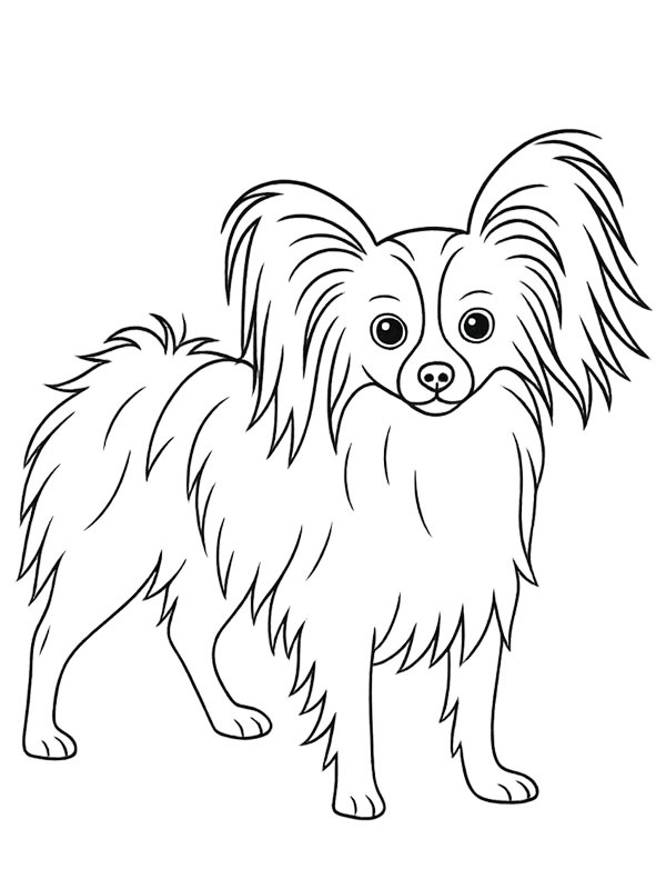 Chien papillon