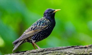 Birds